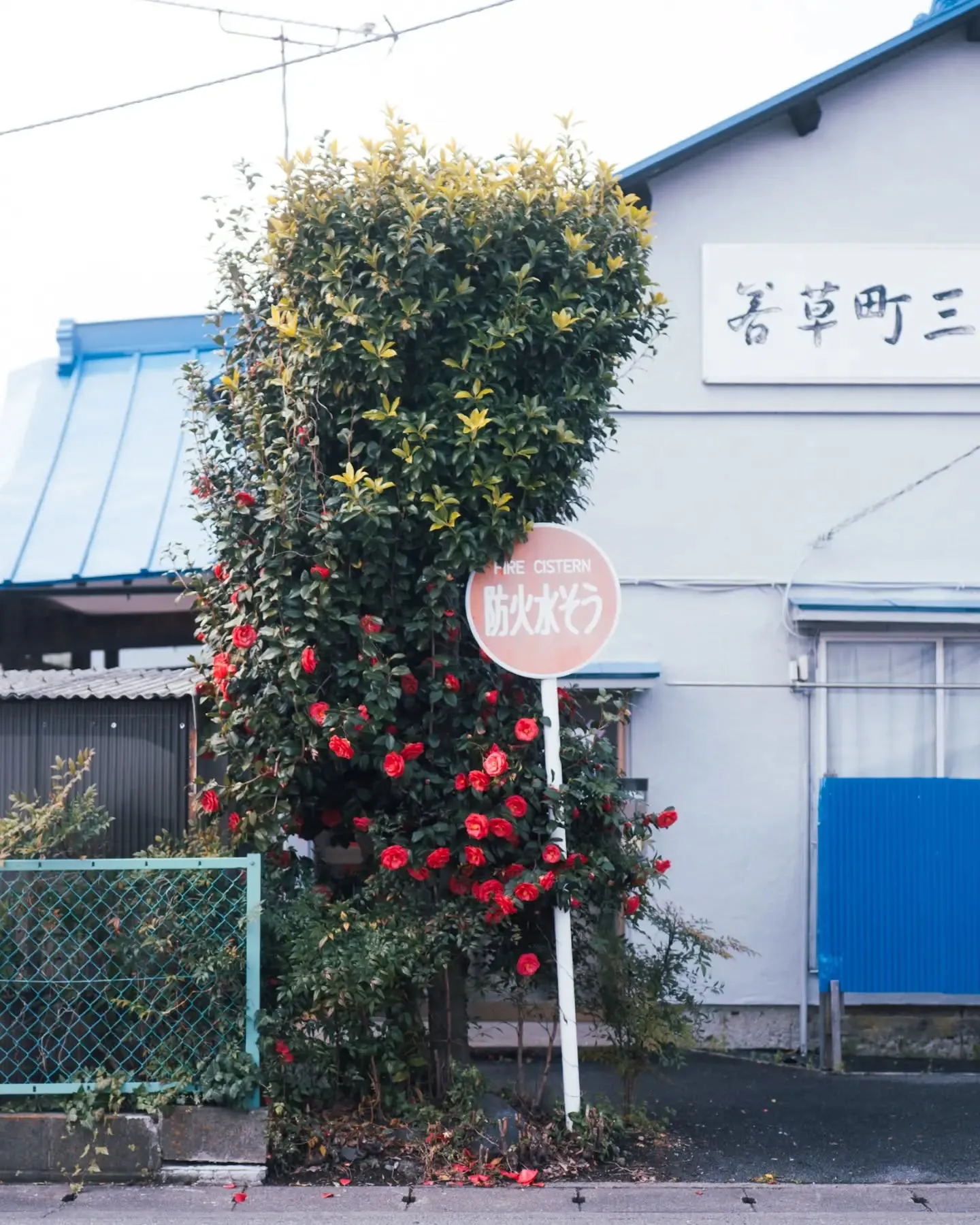 店の通り沿いの公民館、ツバキが良い雰囲気に咲いていた。