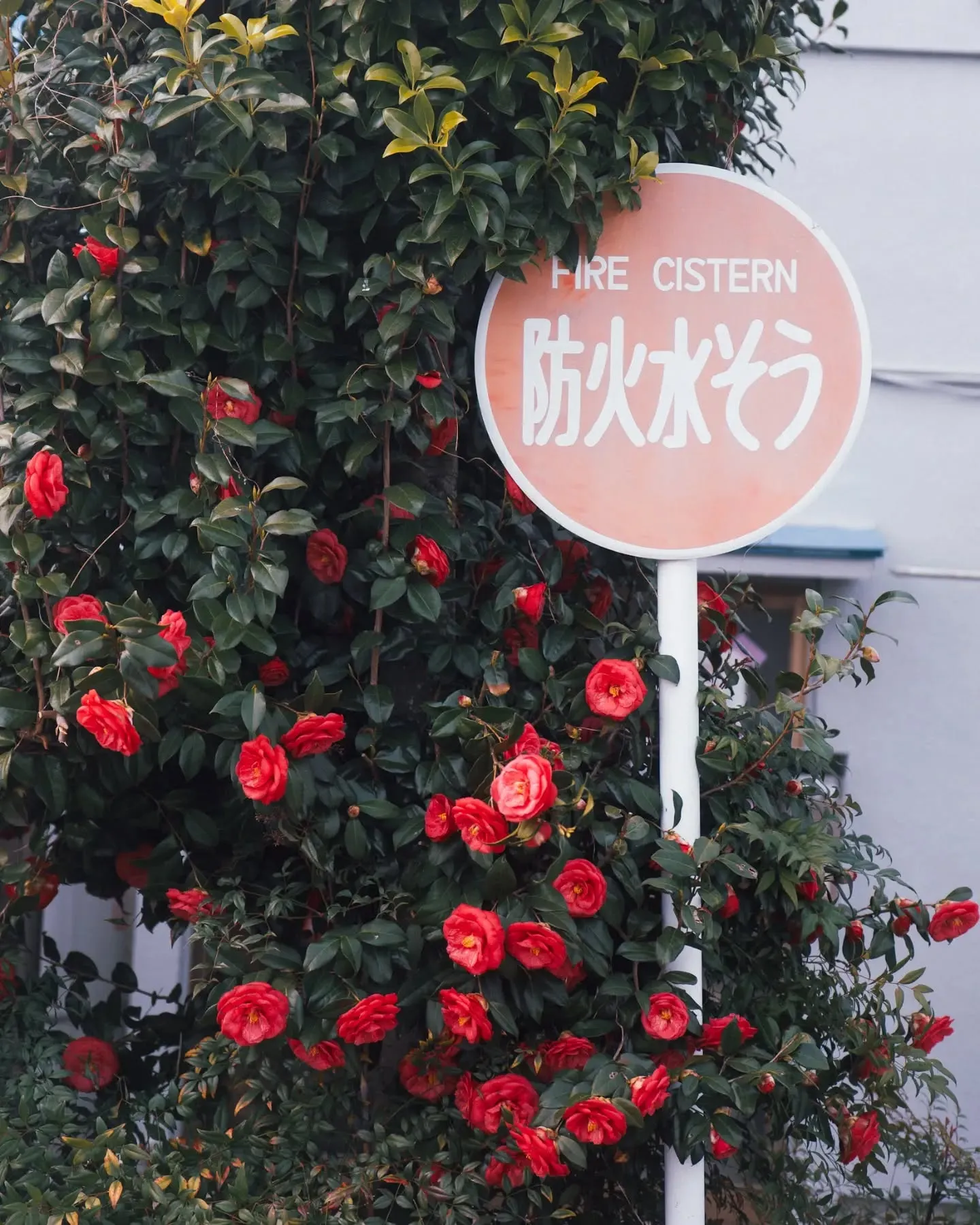 店の通り沿いの公民館、ツバキが良い雰囲気に咲いていた。